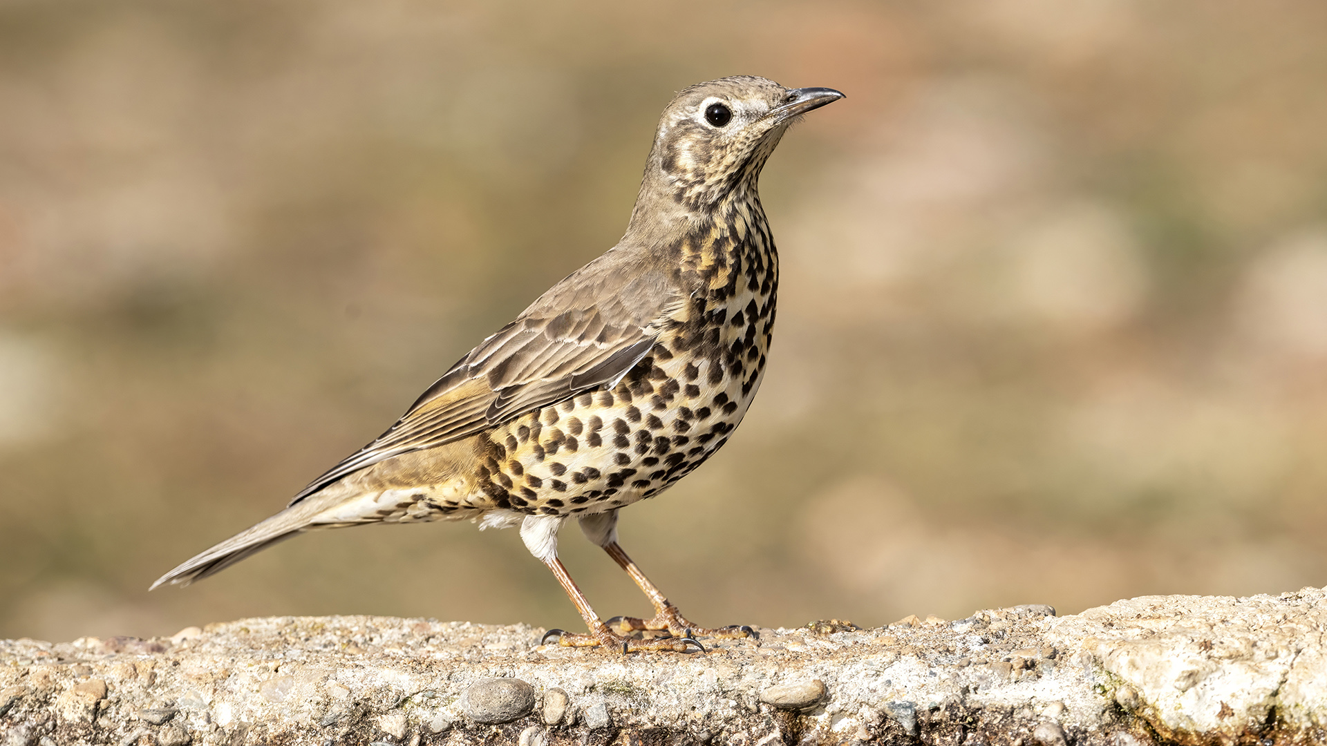 Mistle Thrush